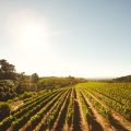 A Consumer’s Guide to Sustainable Wine