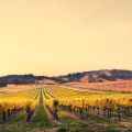 Wine – WATCH